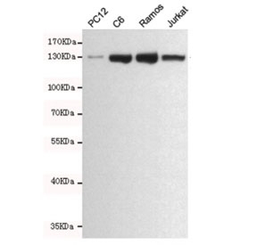Western blot testing of rat PC12, rat C6, human Ramos and human Jurkat cell lysates using JAK1 antibody at 1:500. Predicted molecular weight ~133 kDa.~