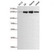 Western blot testing of rat PC12, rat C6, human Ramos and human Jurkat cell lysates using JAK1 antibody at 1:500. Predicted molecular weight ~133 kDa.