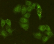 ICC/IF staining of HeLa cells, fixed with 4% Paraformaldehyde, and using the JAK1 antibody at 1:200.