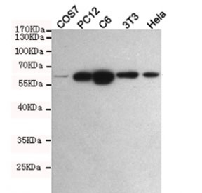Western blot testing of monkey COS7, rat PC12, rat C6, mouse NIH3T3 and human HeLa cell lysates with PKM2 antibody at 1:1000. Predicted molecular weight ~58 KDa.~