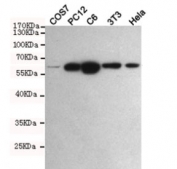 Western blot testing of monkey COS7, rat PC12, rat C6, mouse NIH3T3 and human HeLa cell lysates with PKM2 antibody at 1:1000. Predicted molecular weight ~58 KDa.