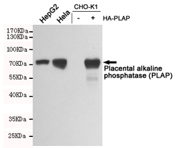 Western blot testing of HepG2, HeLa, untransfected CHO-K1 and PLAP-transfected CHO-K1 lysates using PLAP antibody at 1:1000. Predicted molecular weight: 60-70 kDa.