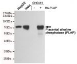 Western blot testing of HepG2, HeLa, untransfected CHO-K1 and PLAP-transfected CHO-K1 lysates using PLAP antibody at 1:1000. Predicted molecular weight: 60-70 kDa.