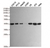 Western blot testing of mouse C2C12, rat PC12, human HepG2, monkey COS7, rat C6, mouse NIH3T3 and human HeLa cell lysates with p38 MAPK antibody at 1:500. Predicted molecular weight: 38-41 kDa.