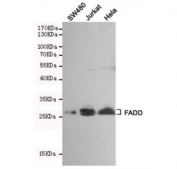 Western blot testing of SW480, Jurkat and HeLa cell lysates using FADD antibody at 1:500. Predicted molecular weight ~28 kDa.