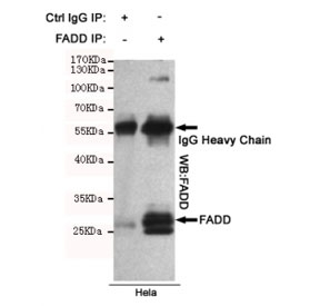 Immunoprecipitation of FADD from HeLa cell lysate using FADD antibody. The precipitate was subsequently immunoblotted with the same mAb.~