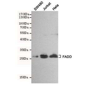 Western blot testing of SW480, Jurkat and HeLa cell lysates using FADD antibody at 1:500. Predict