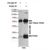 Immunoprecipitation of FADD from HeLa cell lysate using FADD antibody. The precipitate was subsequently immunoblotted with the same mAb.