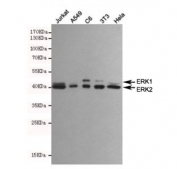 Western blot testing of human Jurkat, human A549, rat C6, moouse NIH3T3 and human HeLa cell lysates using ERK1/2 antibody at 1:1000. Predicted molecular weight: ~44 kDa (ERK1), ~42 kDa (ERK2).