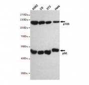 Western blot testing of human K562, rat C6, mouse NIH3T3 and human HeLa cell lysates with NFKB1 antibody at 1:500. Expected molecular weight: 50 kDa / 105 kDa.