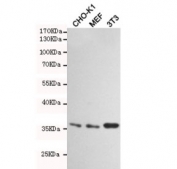 Western blot testing of hamster CHO-K1, mouse MEF and mouse NIH3T3 cell lysates using HtrA2 antibody at 1:1000. Predicted molecular weight: 38-49 kDa.