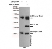 Immunoprecipitation of HtrA2 from HeLa cell lysate using the HtrA2 antibody.