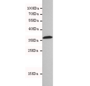 Western blot testing of human 293T cell lysate with HtrA2 antibody at 1:500. Predicted molecular weight: 38-49 kDa.~