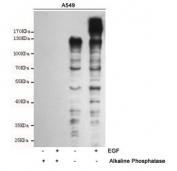 Western blot analysis of extracts from A549 cells, untreated and treated with Epidermal Growth Factor (10ng/ml, 15min), using Phosphotyrosine antibody. The phospho-specificity of the antibody was further characterized by treating the membrane with alkaline phosphatase after Western transfer.