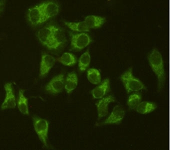ICC/IF staining of HeLa cells, fixed with 4% Paraformaldehyde, using AIF antibody at 1:200.~