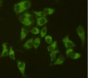 ICC/IF staining of HeLa cells, fixed with 4% Paraformaldehyde, using AIF antibody at 1:200.