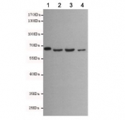 Western blot testing of 1) monkey COS7, 2) human Molt-4, 3) human A549 and 4) mouse NIH3T3 cell lysates with Lamin B1 antibody at 1:500. Predicted molecular weight ~66 kDa.