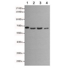 Western blot testing of 1) monkey COS7, 2) human Molt-4, 3) human A549 and 4) mouse NIH3T3 cell lysates with Lamin B1 antibody at 1:500.