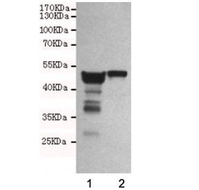 Western blot testing of 1) rat brain and 2) mouse brain lysates using Neuron Specific Enolase antibody at 1:1000. Predicted molecular weight ~47 kDa.