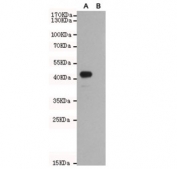 Western blot of Wnt5b A) transfected and (B) untransfected CHO-K1 cell lysate with WNT5B antibody at 1:1000. Predicted molecular weight ~40 kDa.