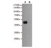 Western blot of Wnt3 A) transfected and (B) untransfected CHO-K1 cell lysate with WNT3 antibody at 1:1000. Predicted molecular weight 39~65 kDa depending on glycosylation level.