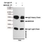 Immunoprecipitation of MKK3/6 from HeLa cell lysate, and subsequent western blot testing, using MKK3/6 antibody.