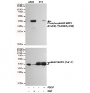 Western blot testing of EGF-treated and untreated A549 cells and PDGF-treated and untreated NIH3T3 cells using phospho-ERK1/2 antibody at 1:500 (upper) and a non-phospho-specific ERK1/2 antibody at 1:500 (lower).