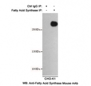 Immunoprecipitation of FASN from CHO-K1 cell lysate, and subsequent western blot testing, using FASN antibody.