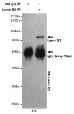 Immunoprecipitation of Lamin B1 from mouse NIH3T3 cell lysate, and subsequent western blot testing, using Lamin B1 antibody.