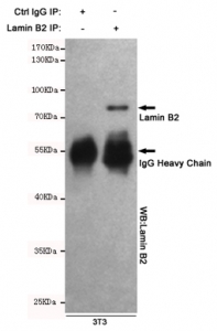 Immunoprecipitation of Lamin B1 from mouse NIH3T3 cell lysate, and subsequ