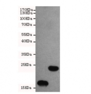 Western blot testing of bacterial lysates containing TRX-tagged proteins of different MWs using TRX antibody at 1:1000.