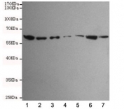 Western blot testing of human 1) HCT116, 2) SW480, 3) HepG2, 4) A549, 5) Jurkat, 6) K562 and 7) HeLa cell lysates using TAB1 antibody at 1:1000. Predicted molecular weight ~55 kDa.