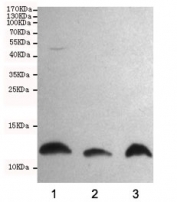 Western blot testing of 1) rat C6, 2) mouse NIH3T3 and 3) human HeLa cell lysates using S100A10 antibody at 1:1000. Predicted molecular weight ~11 kDa.