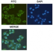 ICC/IF staining of HeLa cells, fixed with 4% Paraformaldehyde, using S100A10 antibody at 1:200.