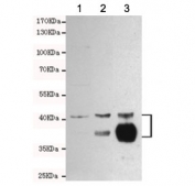 Western blot testing of 1) rat PC12, 2) rat brain and 3) mouse brain lysates using SIRT2 antibody at 1:1000. Predicted molecular weight: multiple isoforms between 36-43 kDa.