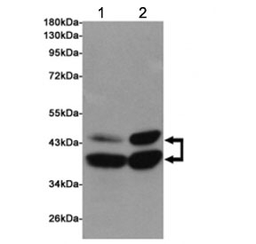 Western blot testing of 1) rat cerebral cortex and 2) rat brain lysates using SIRT2 antibody at 1:1000. Predicted molecular weight: multiple isoforms between 36-43 kDa.