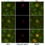 ICC/IF analysis of HeLa cells, fixed fixed by anhydrous methanol at -20oC, using SIRT2 antibody at 1:50 (green) and Histone H3.1 (pSer10) antibody at 1:200 (red).