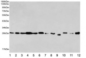 Western blot testing of human 1) Jurkat, 2) HeLa, 3) MCF7, 4) K562, 5) rat C6, 6) mouse NIH3T3, 7) rat PC12, 8) human HepG2, 9) hamster CHO-K1, 10) human Raji, 11) mouse Raw264.7 and 12) human Ramos cell lysates using EIF4E antibody at 1:2000. Predicted molecular weight ~27 kDa.