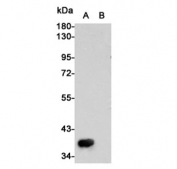 Western blot testing of c-Met A) transfected (partial protein) and (B) untransfected CHO-K1 cell lysate with c-Met antibody at 1:1000. Predicted molecular weight of the transfected partial: ~38 kDa.