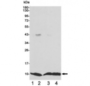 Western blot testing of 1) monkey COS7, 2) human MCF7, 3) human HCT116 and 4) human A549 cell lysates using S100A6 antibody 1:1000. Predicted molecular weight ~10 kDa.