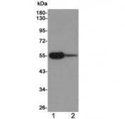 Western blot testing of 1) rat brain and 2) human C2C12 cell lysates using ATG5 antibody at 1:1000. Predicted molecular weight ATG5: ~32 kDa; ATG5/ATG12 heterodimer: ~56 kDa.