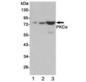 Western blot testing of 1) human C2C12, 2) monkey COS7 and 3) rat C6 cell lysates using PKC alpha antibody at 1:1000. Predicted molecular weight ~77 kDa.