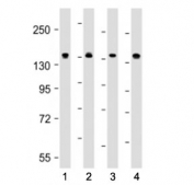 Western blot testing of MYPT1 antibody at 1:4000: Lane 1) human HeLa, 2) human MCF-7, 3) mouse C2C12 and 4) mouse NIH3T3 cell lysate. Predicted molecular weight ~115 kDa.