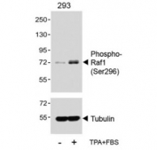 Western blot analysis of lysates from the human HEK293 cell line, untreated or treated with TPA (200nM) + 10% FBS, using phospho-Raf1 antibody (upper) or Tubulin Ab (lower).