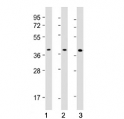 Western blot testing of PU.1 antibody at 1:500: Lane 1) human K562, 2) Daudi and 3) THP1 cell lysate. Predicted molecular weight ~31 kDa but routinely observed at ~40 kDa.