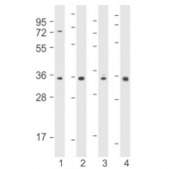 Western blot testing using Cyclin D1 antibody at 1:2000 : Lane 1) human MCF7, 2) human HT-1080, 3) mouse L929 and 4) mouse NIH3T3 cell lysate. Predicted molecular weight: 32-36 kDa.