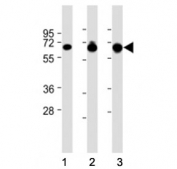 Western blot testing of GLAST antibody at 1:8000: Lane 1) human brain, 2) mouse brain and 3) mouse cerebellum lysate. Predicted molecular weight: 55-60 kDa.