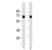 Western blot testing of LAT1 antibody at 1:2000: Lane 1) human lung and 2) placenta lysate. Predicted molecular weight ~55 kDa.