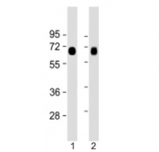 Western blot testing of LAT1 antibody at 1:2000: Lane 1) human lung and 2) placenta lysate. Predicted molecular weight ~55 kDa.