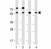 Western blot testing of RGMB antibody at 1:2000: Lane 1) human U-251 MG, 2) (h) HEK293, 3) (h) brain and 4) mouse brain lysate. Predicted molecular weight: 48-58 kDa.